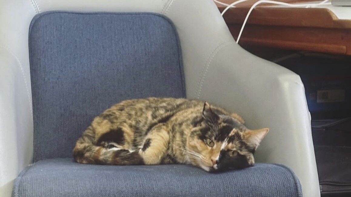 Oregon man goes viral after quitting job to sail the Pacific with his cat